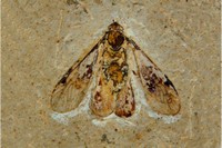 Papillon sp